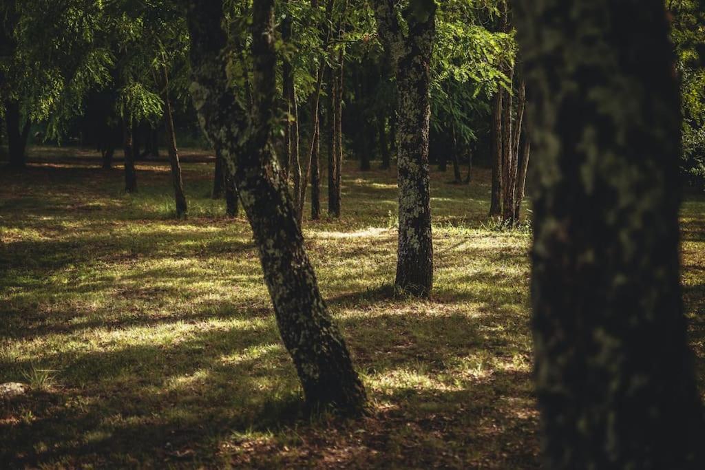 Luxury Villa Cetiri Hrasta Pićan Dış mekan fotoğraf